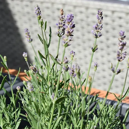 Osteland Neuhaus an der Oste