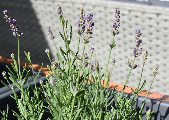 Osteland Neuhaus an der Oste